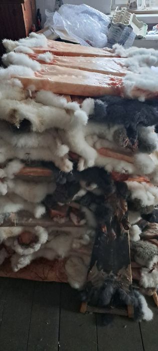 Продаю шкури кроля
