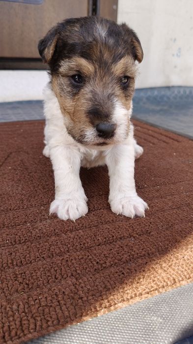 Хлопчик жорсткий Фокс