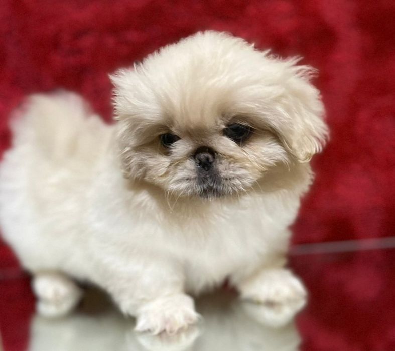 Мальчики королевского пекинеса