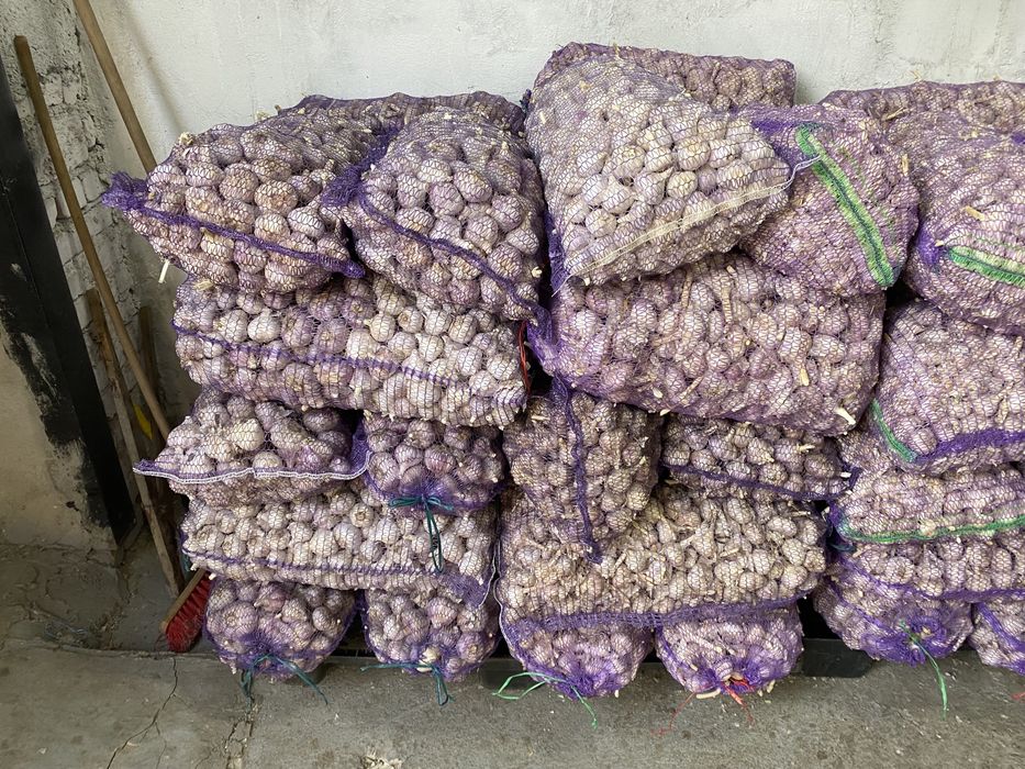 Продам часник озимий опт і роздріб
