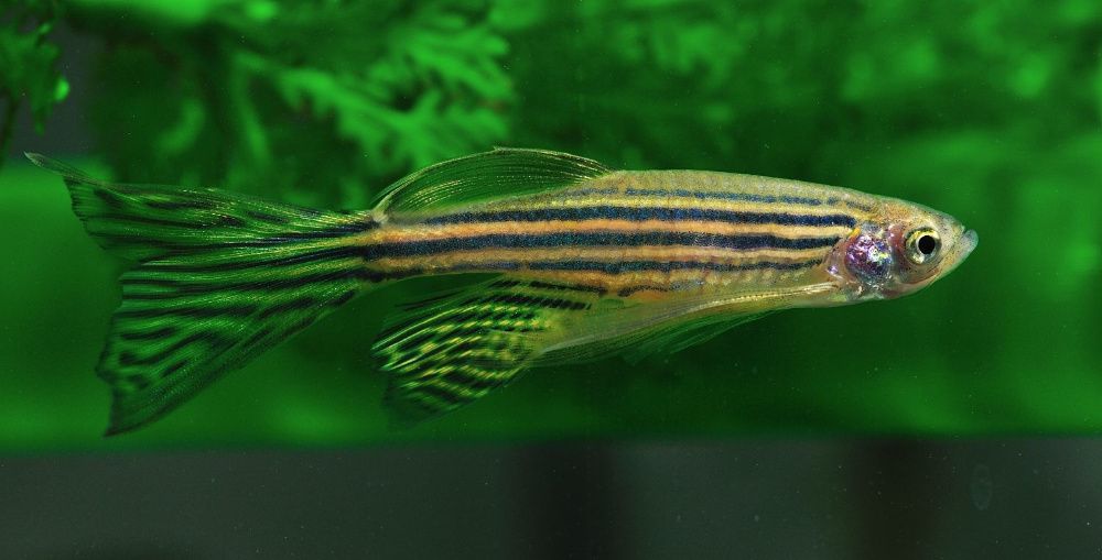 MISIEKZOO karpiowate - Danio pręgowany, lamparci