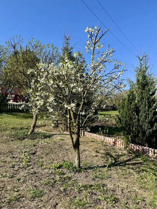 Sprzedam działkę, ogródek działkowy ROD