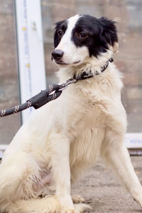 Милый мальчик Пилот ищет дом