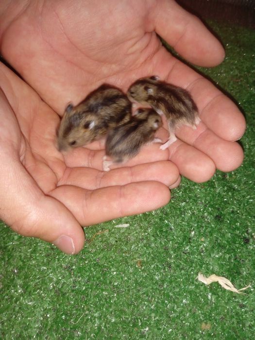 Animais super fofos e amorosos