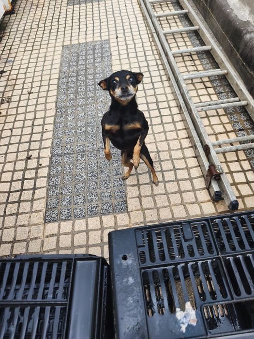 cão de raça pinscher com 6 anos muito pequeno e meiguinho para adoção, responsável .