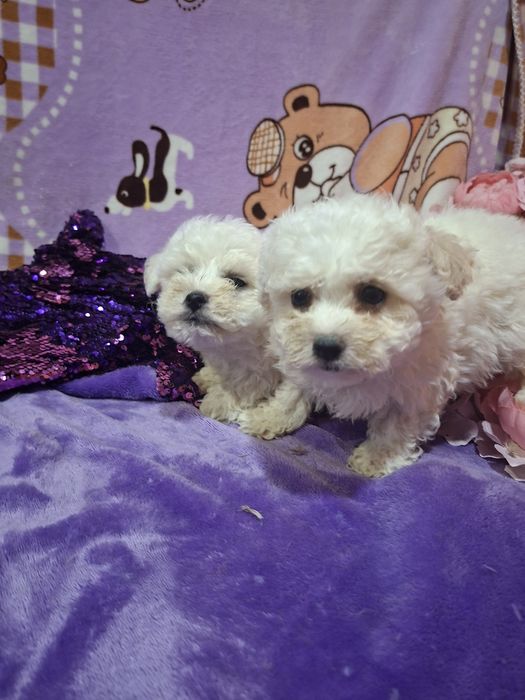 Сладкие зефирки малыши Бишон фризе.