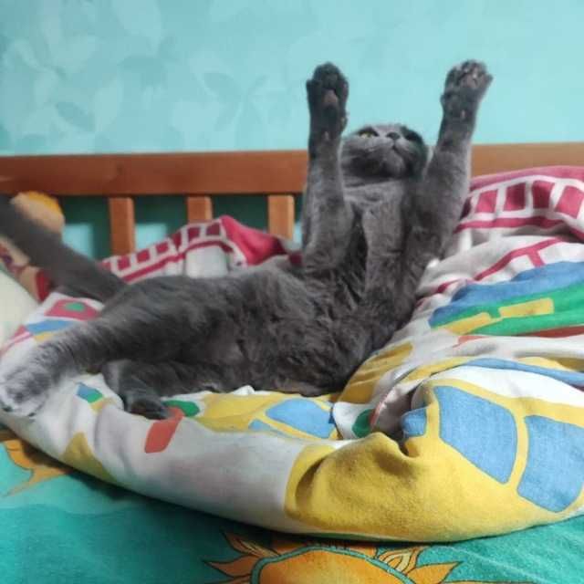 Вязка британской кошечки