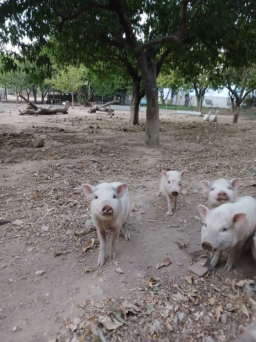 Poorcoos anões.!