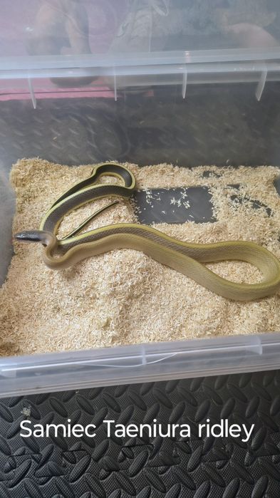 Orthriophis taeniurus ridleyi samiec