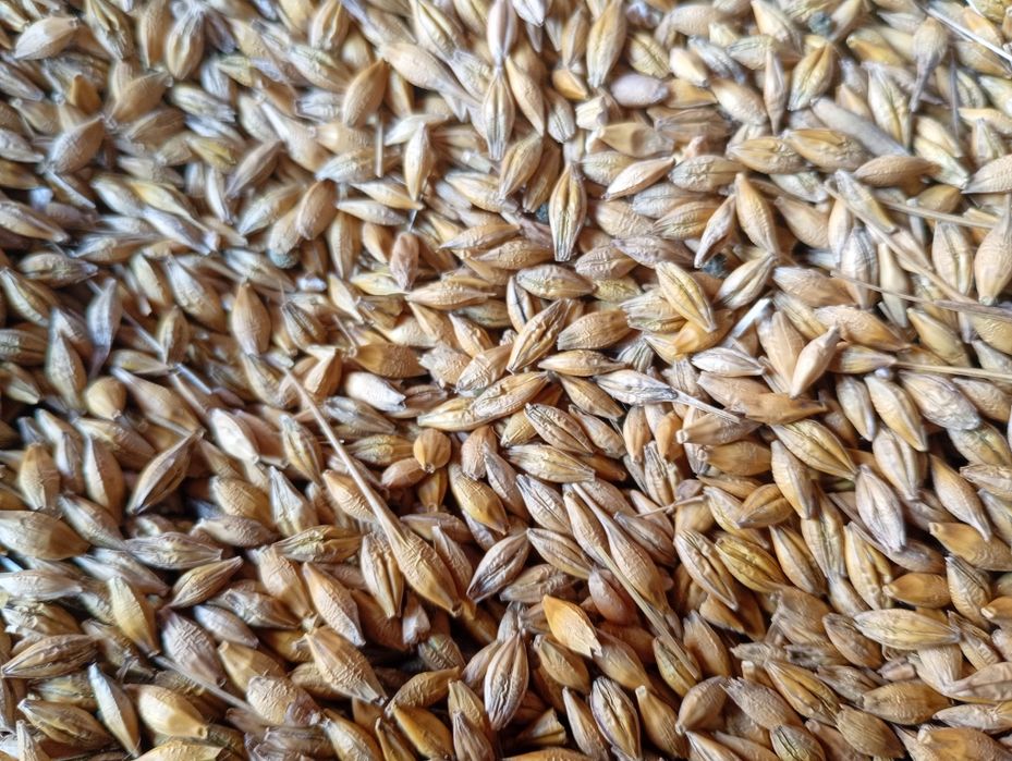 Pszenica, pszenżyto, ,owies