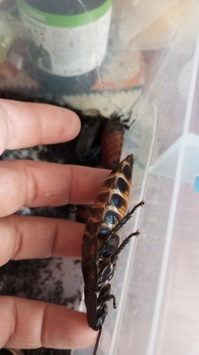 Мадагаскарські шипуни