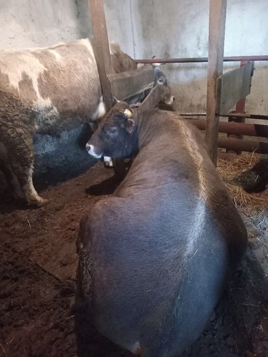 Продам бичків 155грн