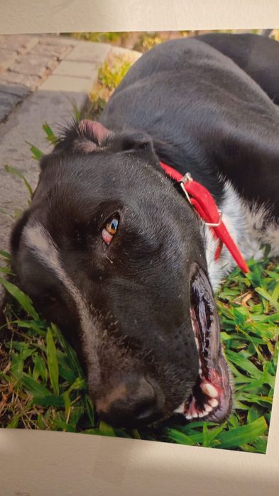 Tenho um Cão (Idade 1 ano)