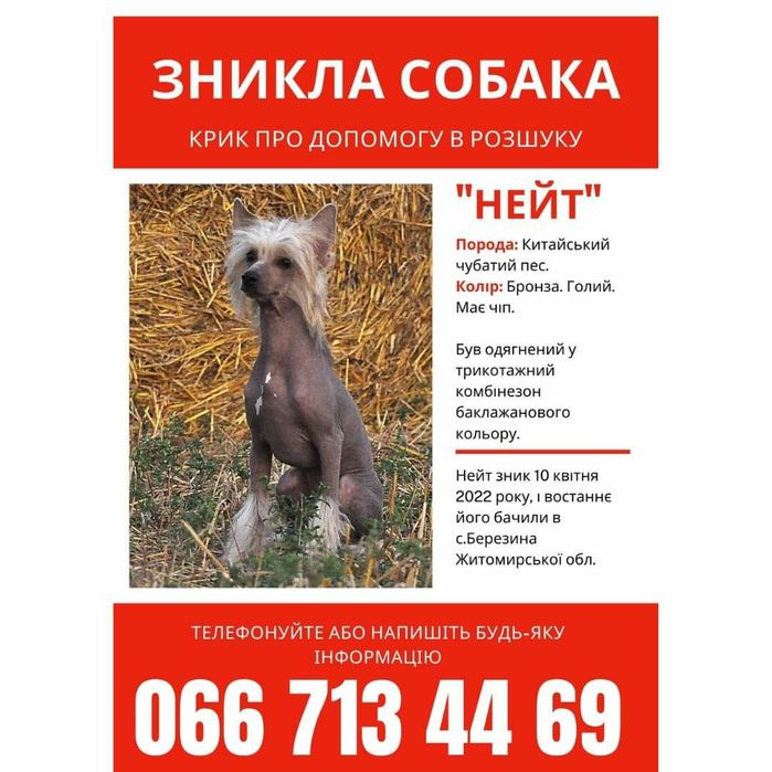 Втік пес • потерялась собака