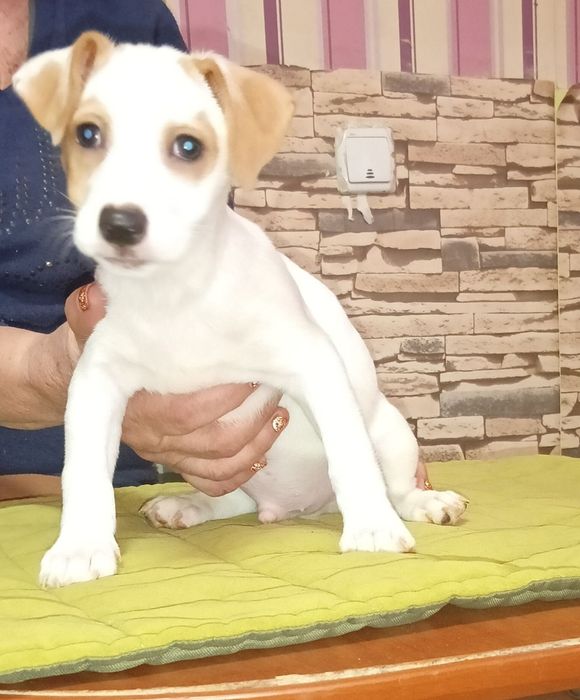 Джек Рассел терьер продам щенков