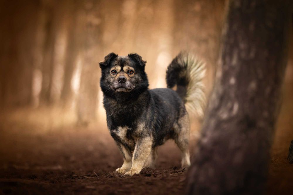 KIMON - mały puchaty słodziak