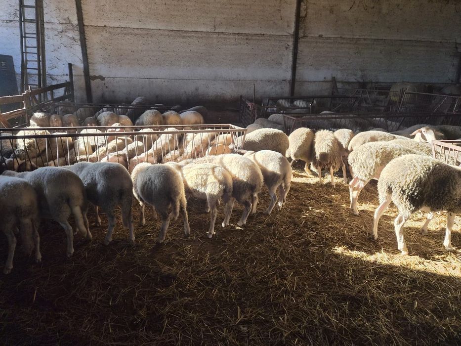 Borregas lacaune e cruzadas de assaf