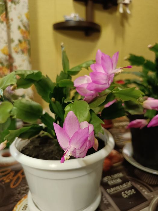 Кімнатні рослини