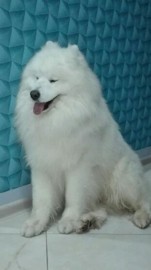 Reproduktor Samoyed/Samojed Mł.Ch.Pl.Ch.Pl Zw.Pl,2 m Cruft w kl