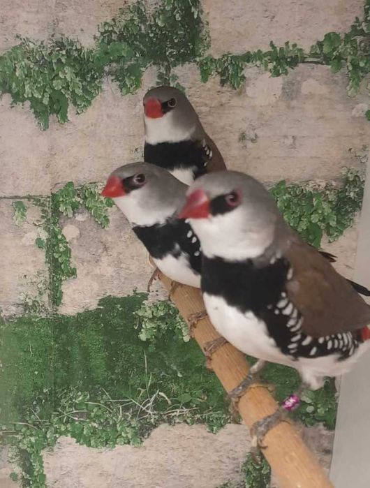 Amadyny Diamentowe; Amadyna Diamentowa