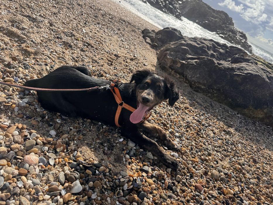 Cão 8 meses  para adoção