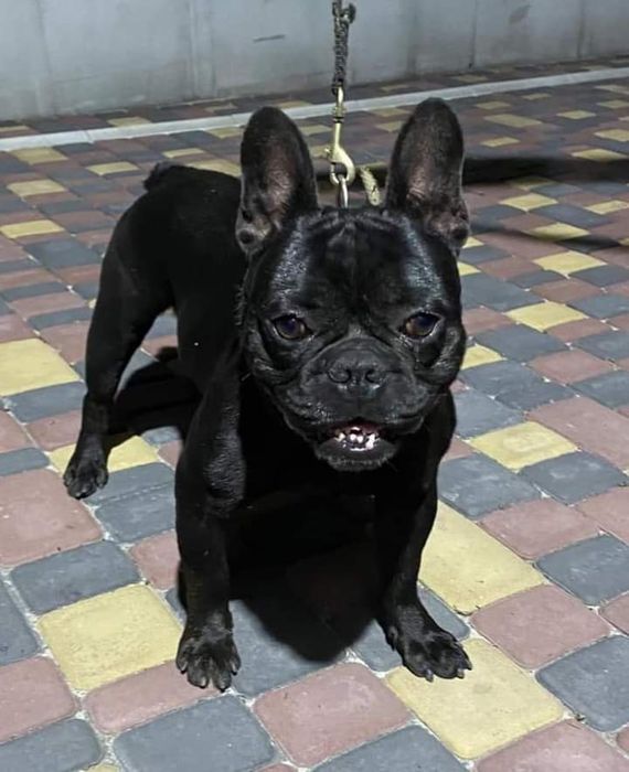 Вязка французский бульдог