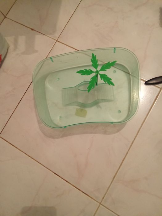 Tartarugueira com flore