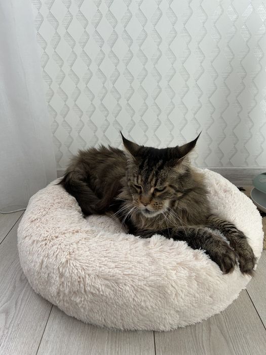 Лежанки Автокрісла Переноски для тварин для котів та собак