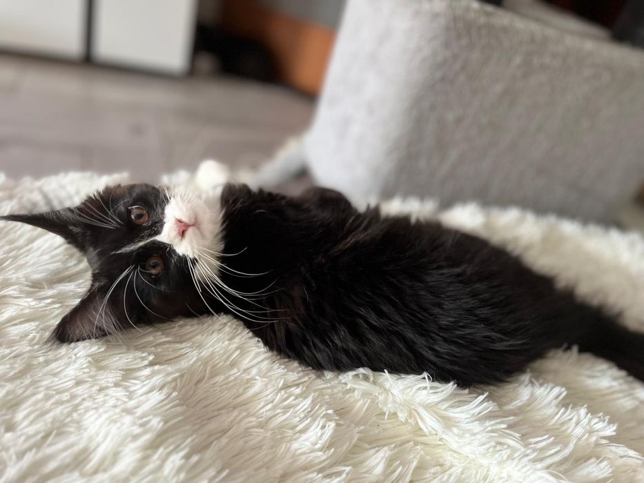 Maine Coon czarny z białym