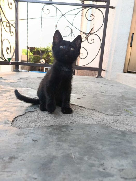 Котики Крисоловки!!