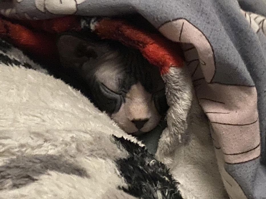 Канадський Сфінкс кошеня Тор чекає на Вас!