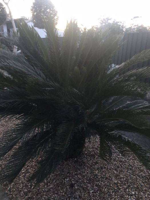 Cica muito grande com qualidade