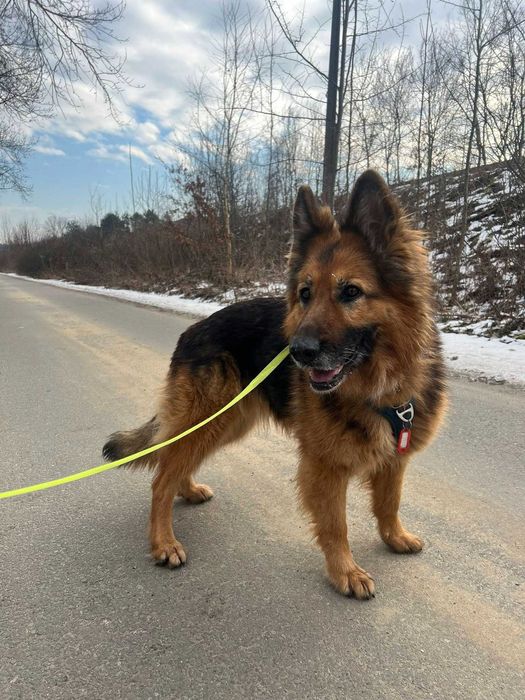 Tara - pies z Miejskiego Schroniska dla Zwierząt w Tychach. Adopcja. Szuka domu