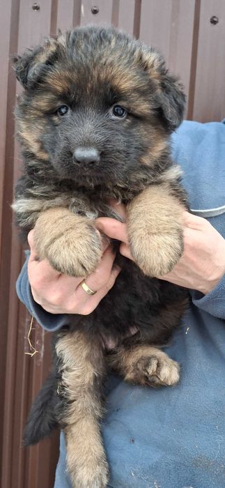 Owcxarek niemiecki długowłosy  szczenie rezerwacja