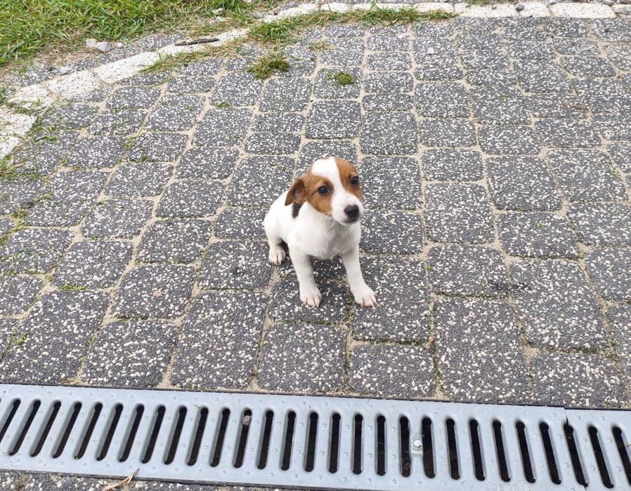 Jack Russell Terrier