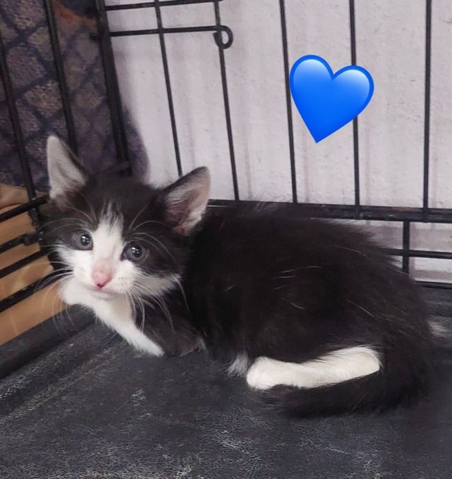 Gatinhos bebés para adoção responsável