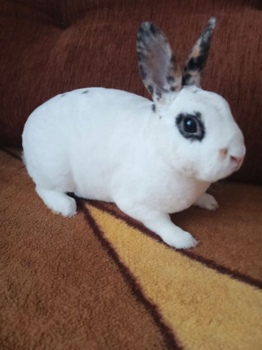 Mini rexy króliki hipoalergiczne