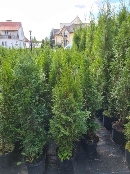 PRODUCENT Tuja Thuja Szmaragd 80-100 cm DONICA 5l max przyjec SUPRAŚL