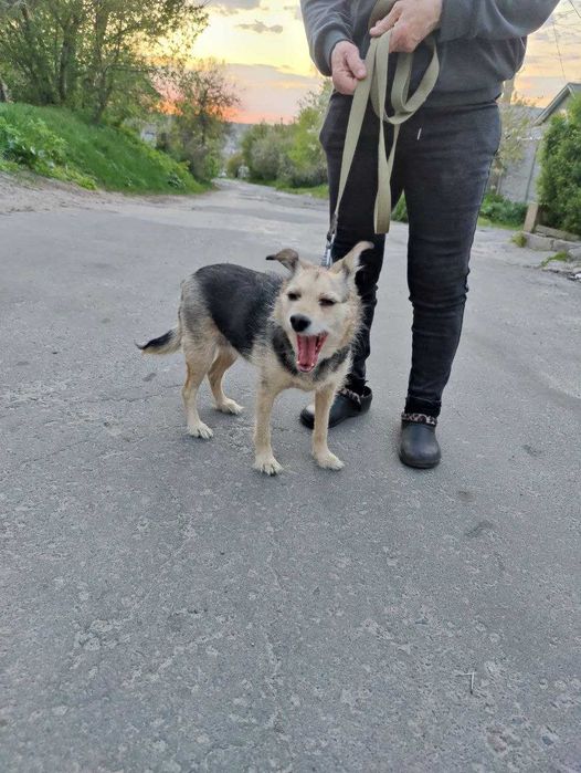 Очень симпатичная собачка Адель-добрая душа, возраст 3+