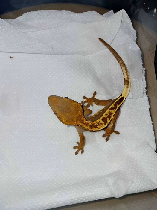 Gekon orzęsiony gekony orzęsione