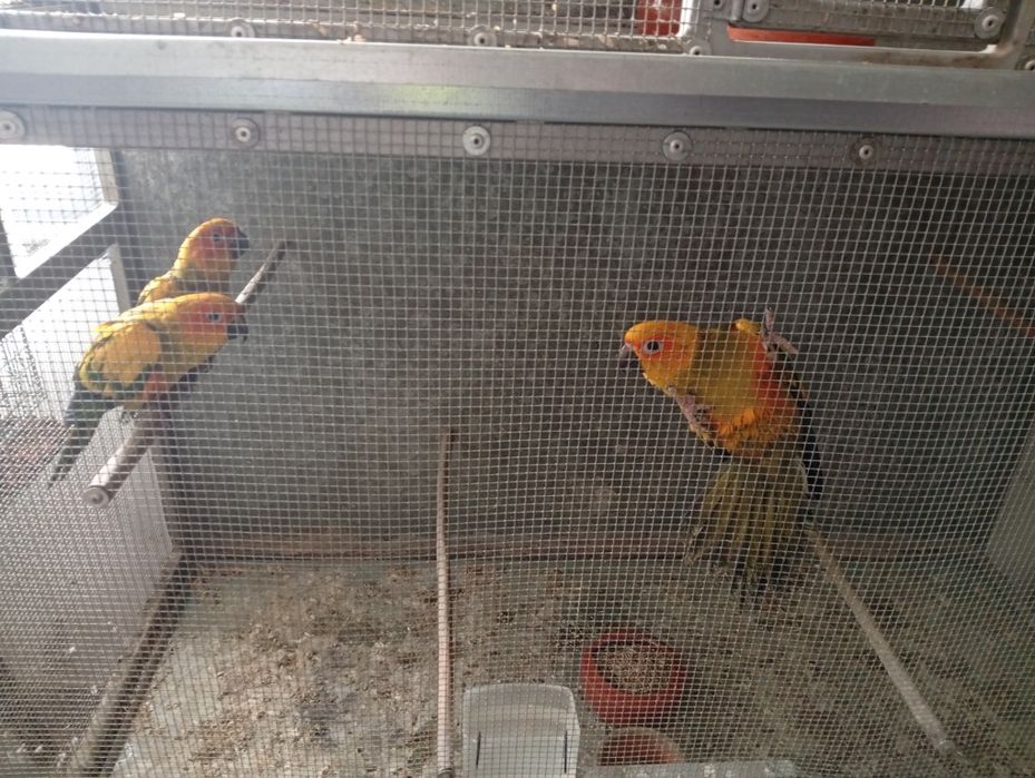 Aratingas Sol - Fêmea 26