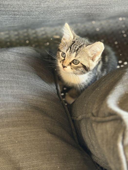 Кошенята безкоштовно