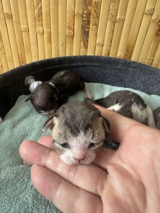 Девон-рекс кошенята - різні забарвлення з документами