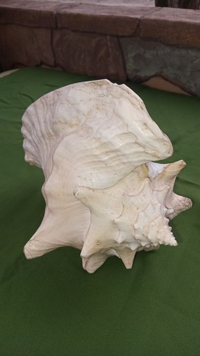 Ракушка большая,ракушка