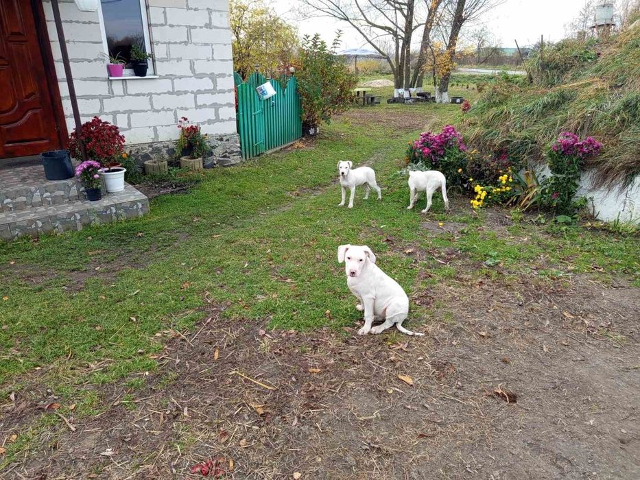 Щенкі аргентинський дог