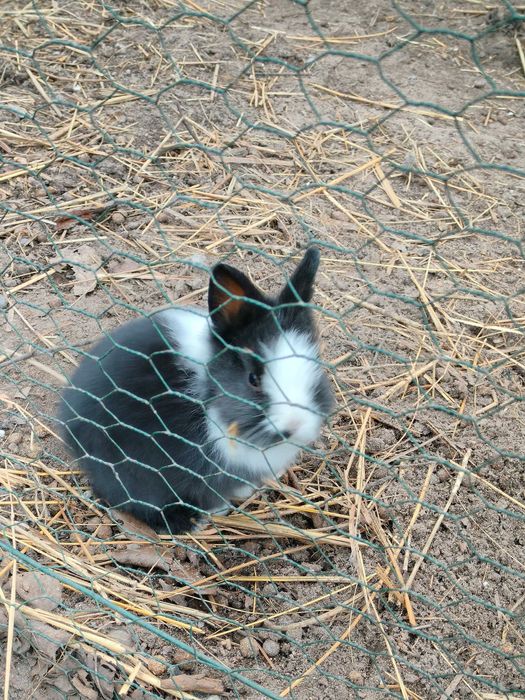Królik miniaturka króliczki młode śliczne