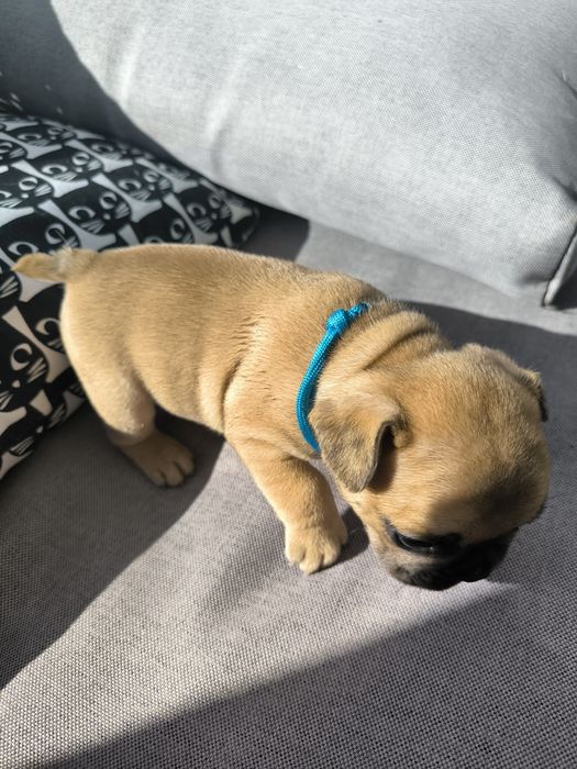 Buldogue Francês  Fawn -  Macho