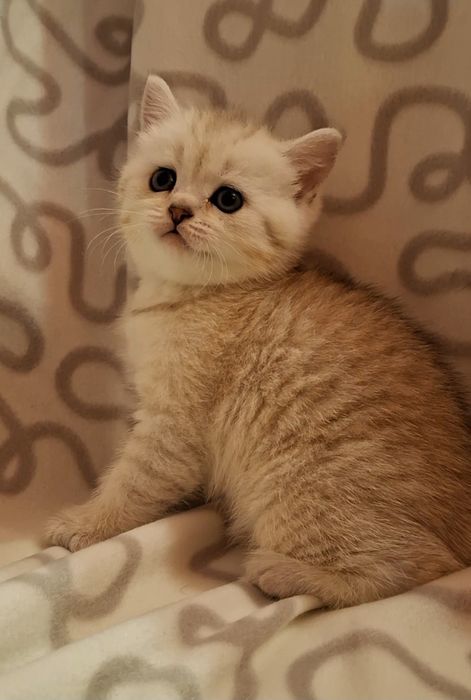 Жизнерадостные котята из Одессы