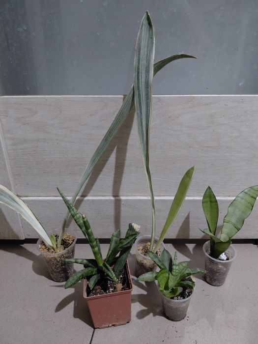 Сансівієрія Циліндрик