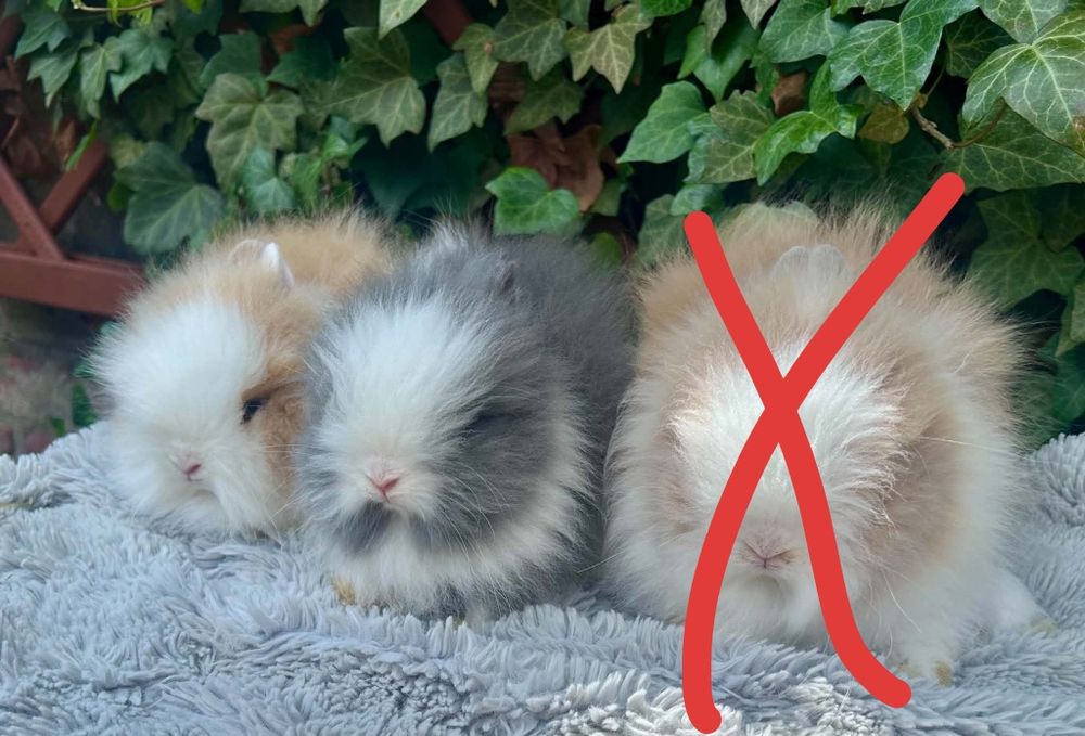 Króliczki karzełki Teddy mini króliki metryka
